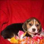 Pure breed Female Beagle Puppy for sale.