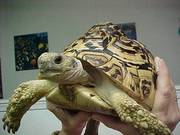 Female African Leopard Tortoise For Sale