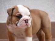 English Bull Dogs Puppies For Adoption