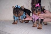 Wow!! Tea Cup Yorkie Puppies For  Free Adoption.