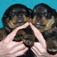 cute rottweiler puppies for FREE!!!