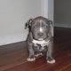 American pitbull puppy fore FREE!!!