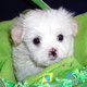 Cute maltese puppy for FREE!!!