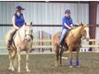 Great Kids or Beginner Horse - Horse For Sale in Sharon springs,  NY