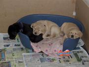 gorgeous chunky well bred labrador pups forsale affortable price