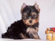 adorable  Yorkshire Terrier puppy 