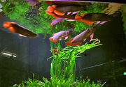Tropical arowana fishes at affordable prices.