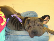 Chinese Sharpei puppies from champion bloodlines