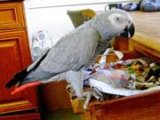  male congo african grey parrot for sale.