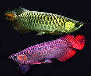 Top Quality Super Red Arowana fish and others for sale