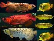 Top Quality Arowana Fish Of All Breed And Sizes Available For Sale