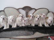 English Bulldogs Available for sale
