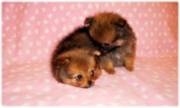 pets for sales and we also supplies