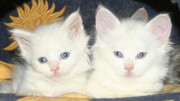 Male and Female Maine Coon Kittens for adoption. (White)