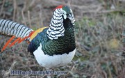 One 2014 hatch pair of Lady Amherst Pheasant for sale