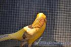 A lot of 2 pairs of 2014 hatch Yellow Golden Pheasant for sale