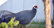 One 2014 hatch pair of Blue Eared Pheasant for sale