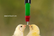 Right choice for watering to your birds - Birdfaucet