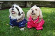 Dog Apparel For Small Dogs