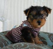 Cute And Adorable Teacup Yorkshire Terrier For Adoption