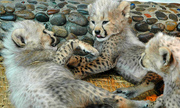 Cute Serval ,  Cheetah and Margay kittens available