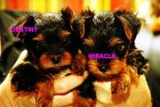 Attractive yorkie puppies to loving homes