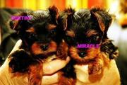 charming teacup yorkie puppies to loving homes