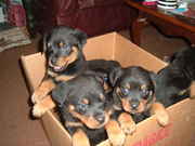 Gorgeous rottweiler puppies for sale