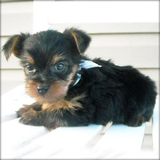 two teacup Yorkie puppies