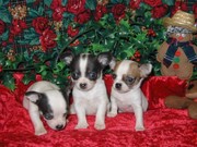 free free Chihuahua pups for the adoption