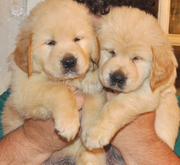 adorable healthy golden retriever puppies (lauramorre@sify.com)