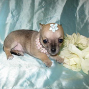 Adorable tea cup yorkie and chihuahua puppy for free adoption