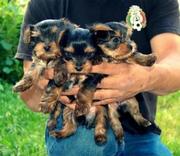 charming teacup yorkie pupies for adoption