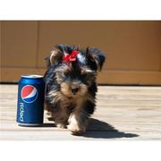 Healthy best quality teacup yorkie puppies available