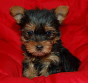 AKC T-cup and Toy Yorkshire Terrier Yorkie Puppies