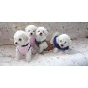 4 adorable bolognese puppies for sale