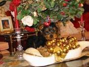  AKC Registered Male And Female Teacup Yorkie Puppies For Adoption