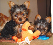 House Broken Tea Cup Yorkie Puppies for Adoption