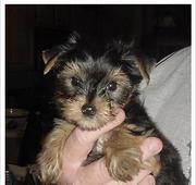 Tiny Tea Cup Yorkie Puppy For Re-Homing
