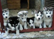 AKC Siberian husky puppies ready to lovely homes