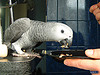 nice afiracn grey parrots available 