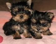 Cute yorkies puppies for adoption