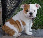  English Bulldogs puppies for  a good home