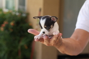  female Chihuahua’s for adoption 