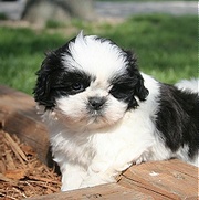 shih tzu puppy for free adoption