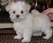 Bella is a beautiful Maltese puppy