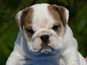 Cute Bulldog puppies for new home