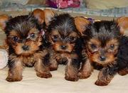 Teacup Yorkie Puppies for free adoption